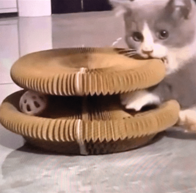 MiLoop - Il Gioco che Accende la Curiosità del Tuo Gatto -