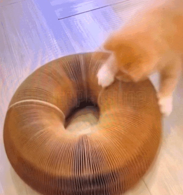 MiLoop - Il Gioco che Accende la Curiosità del Tuo Gatto -